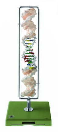 SOMSO DNA double helix (Type B-DNA)