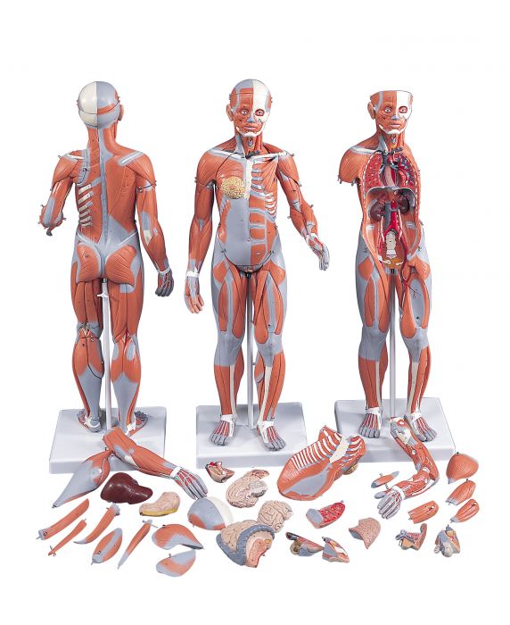 3B Complete Dual Muscle Figure w/internal organs 1/2 life-size